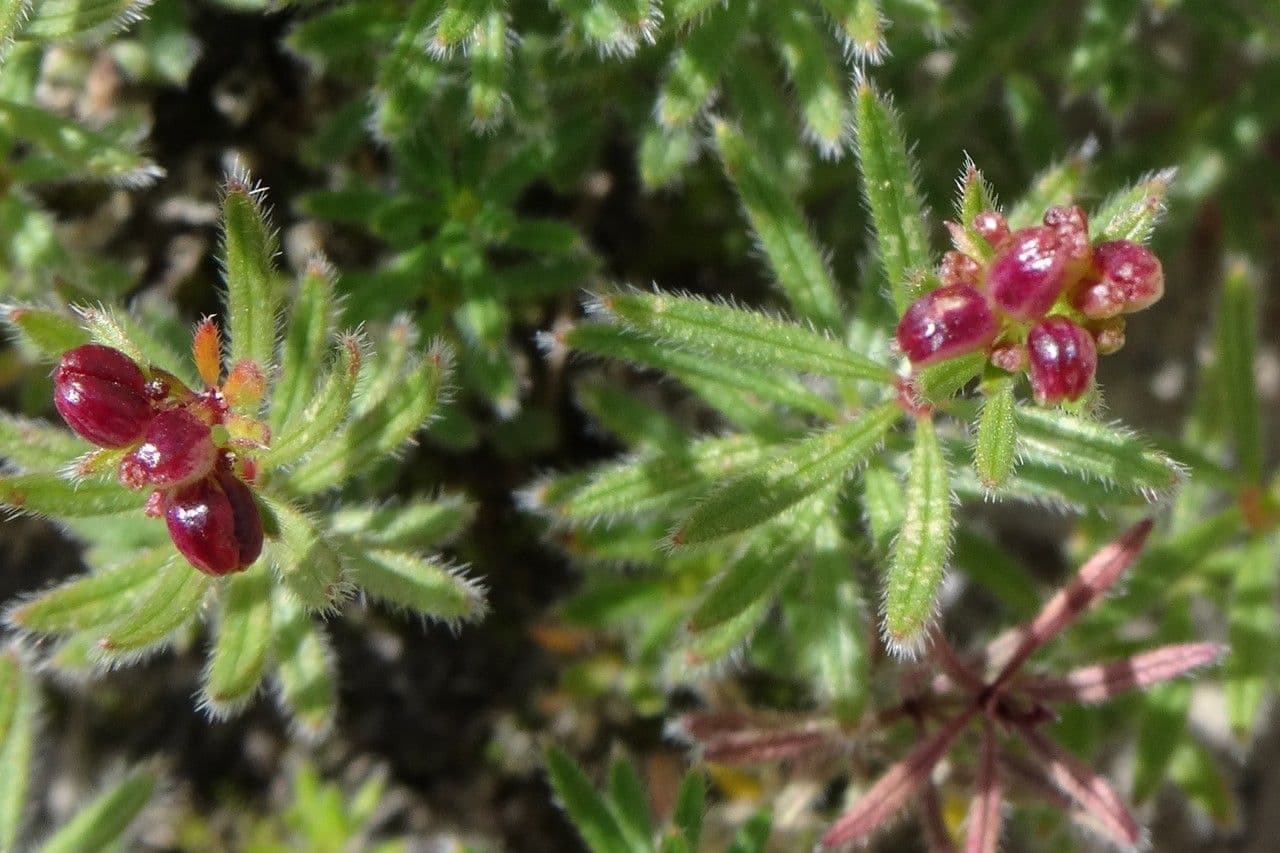 Asperula peluta