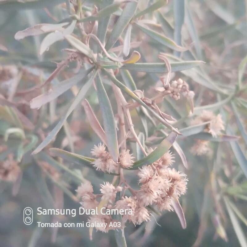 Emorys Baccharis 3