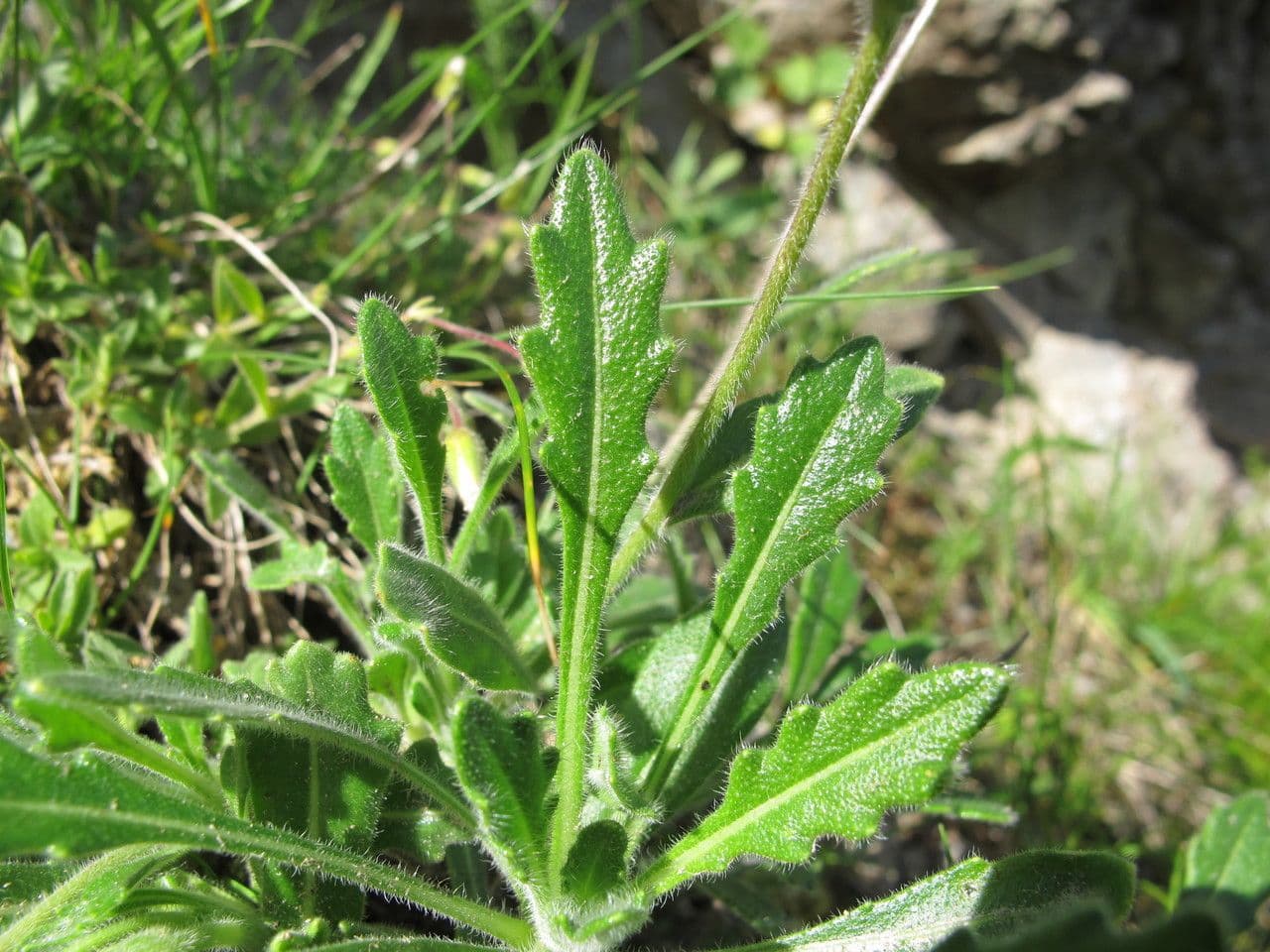 Biscutella arvernensis 18