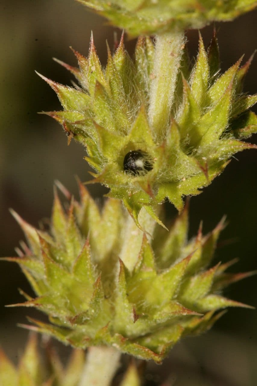 Sideritis 3