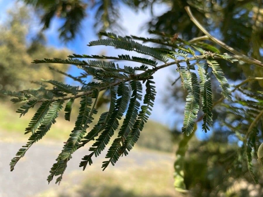 Sophora denudata 20