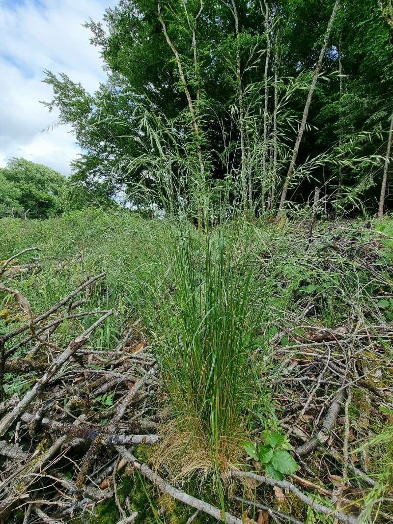 Festuca de hoja variable 11