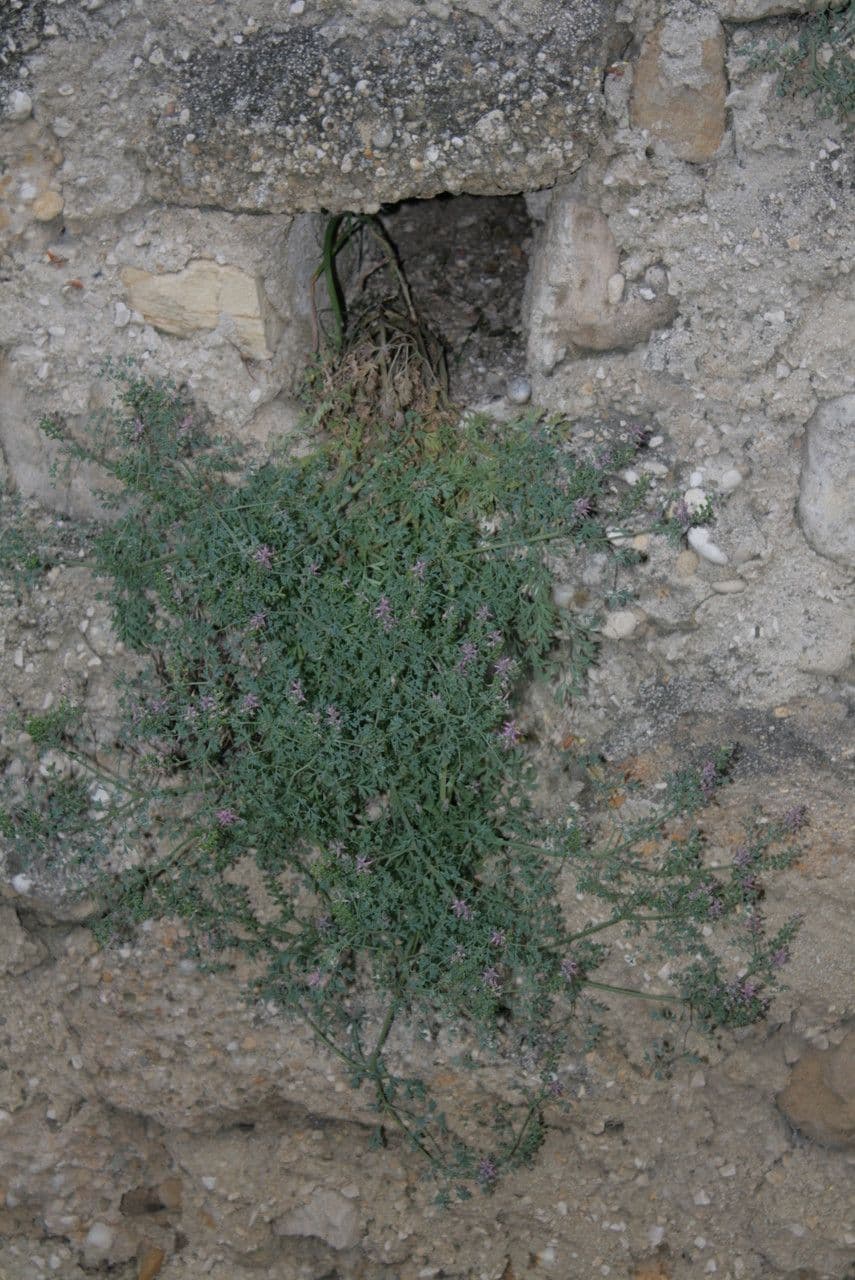Fumaria di Vaillant 15