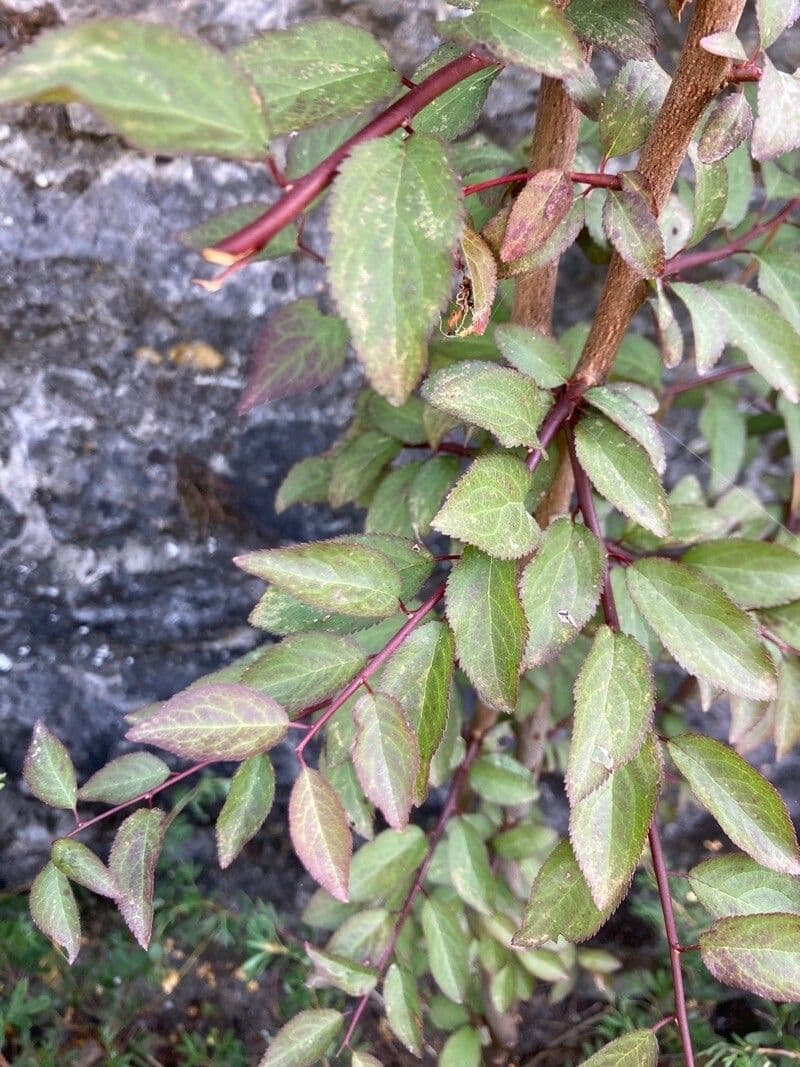 Chinese bush cherry 11