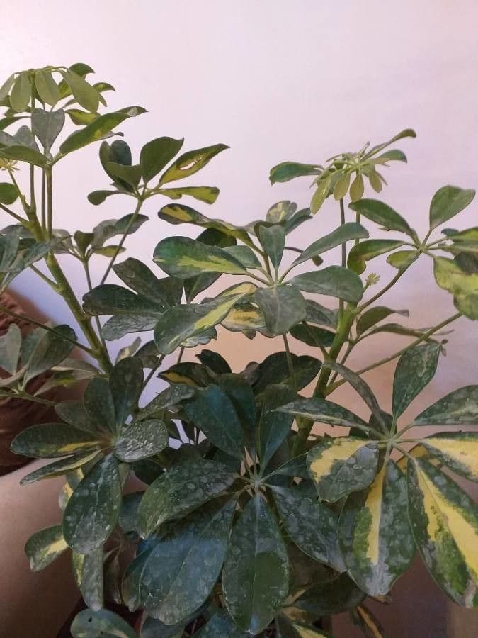 Schefflera 6