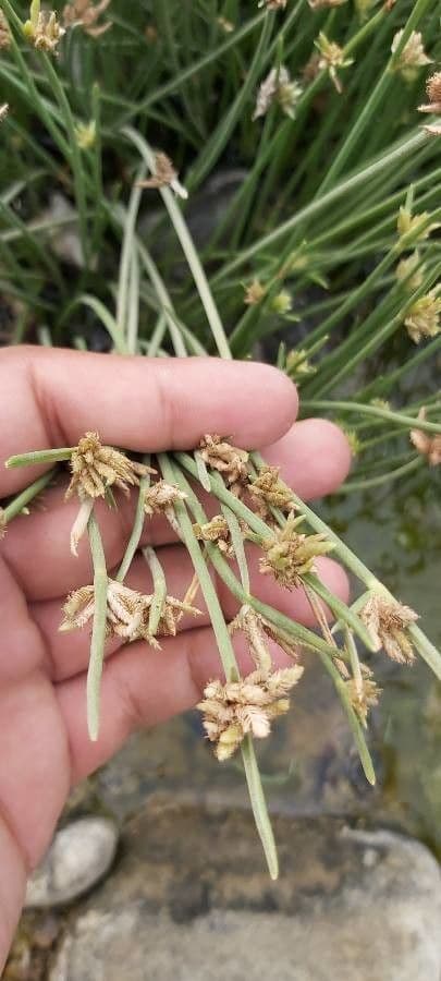 Schoenoplectus triqueter 20