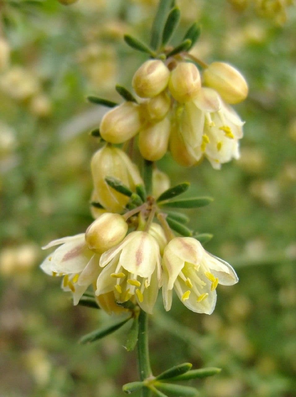 Doldiger Spargel 7