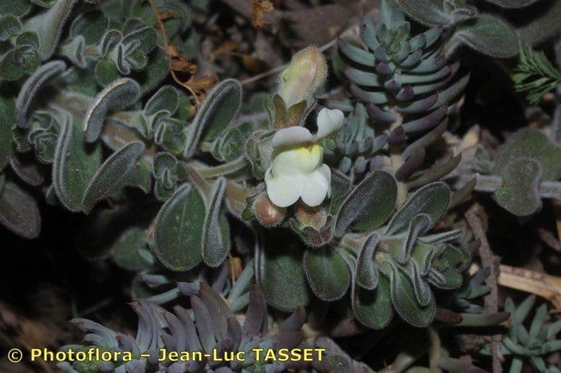 Antirrhinum molle 16