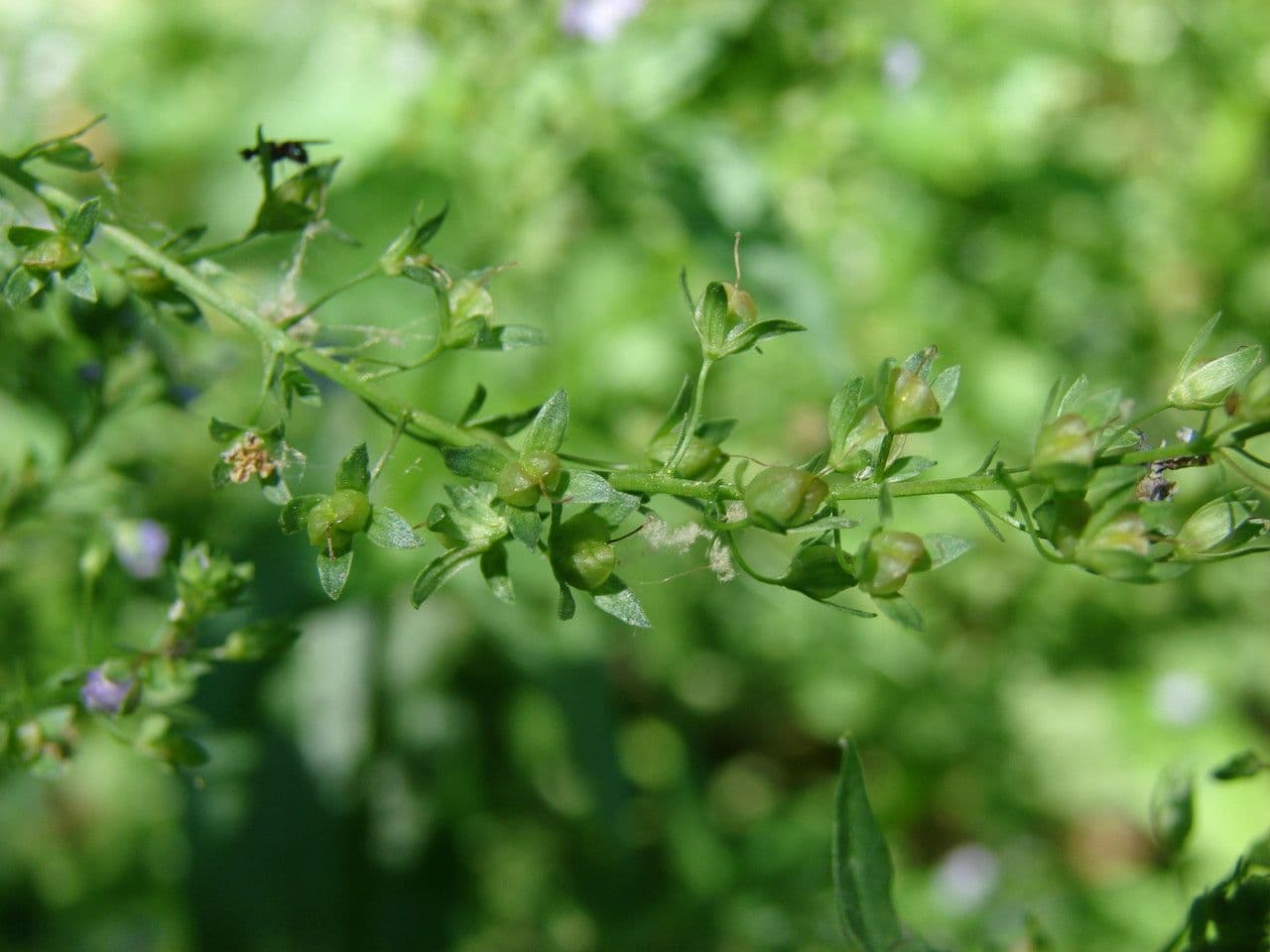 Veronica acquatica 2