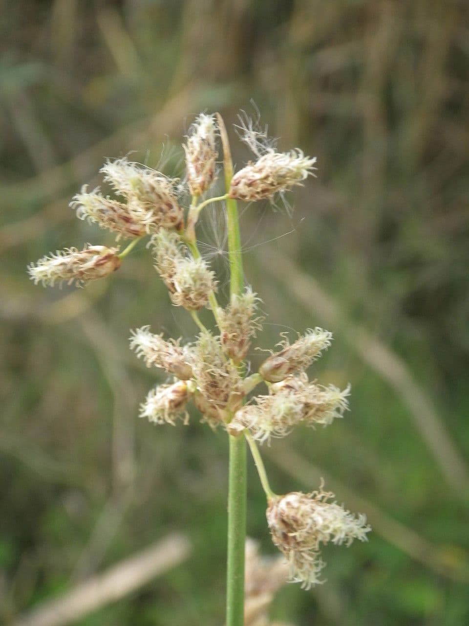 Schoenoplectus litoralis 2