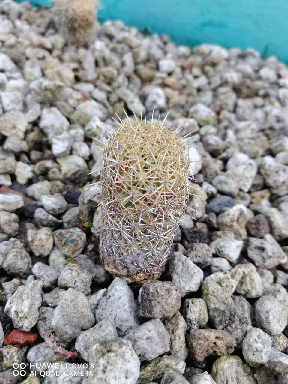 Coryphantha 2