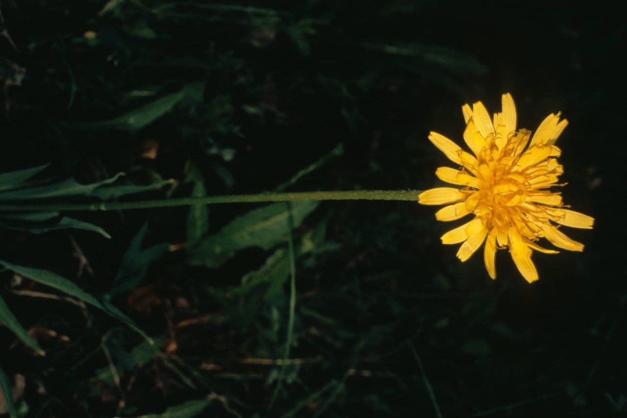 Agoseris glauca 6