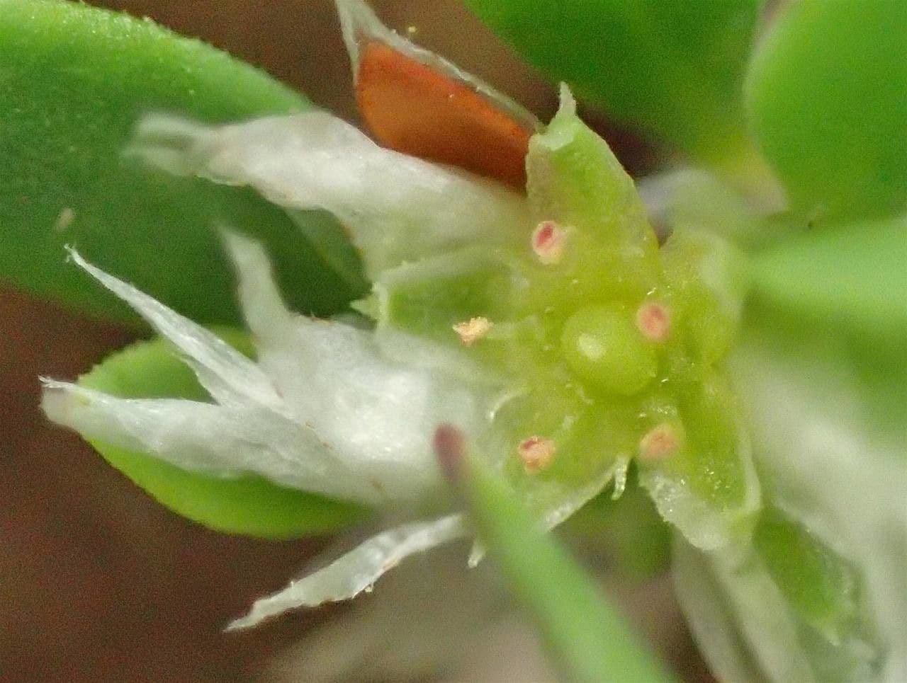 Herniaria hirsuta