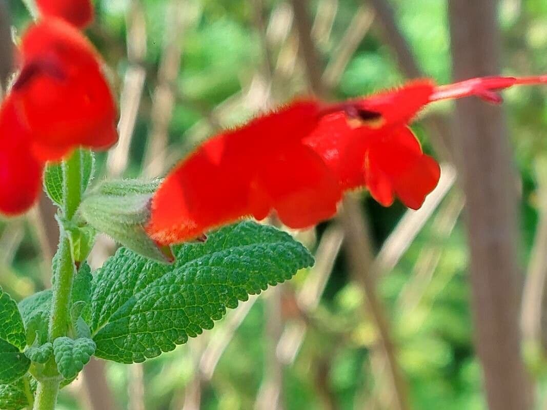 Salvia