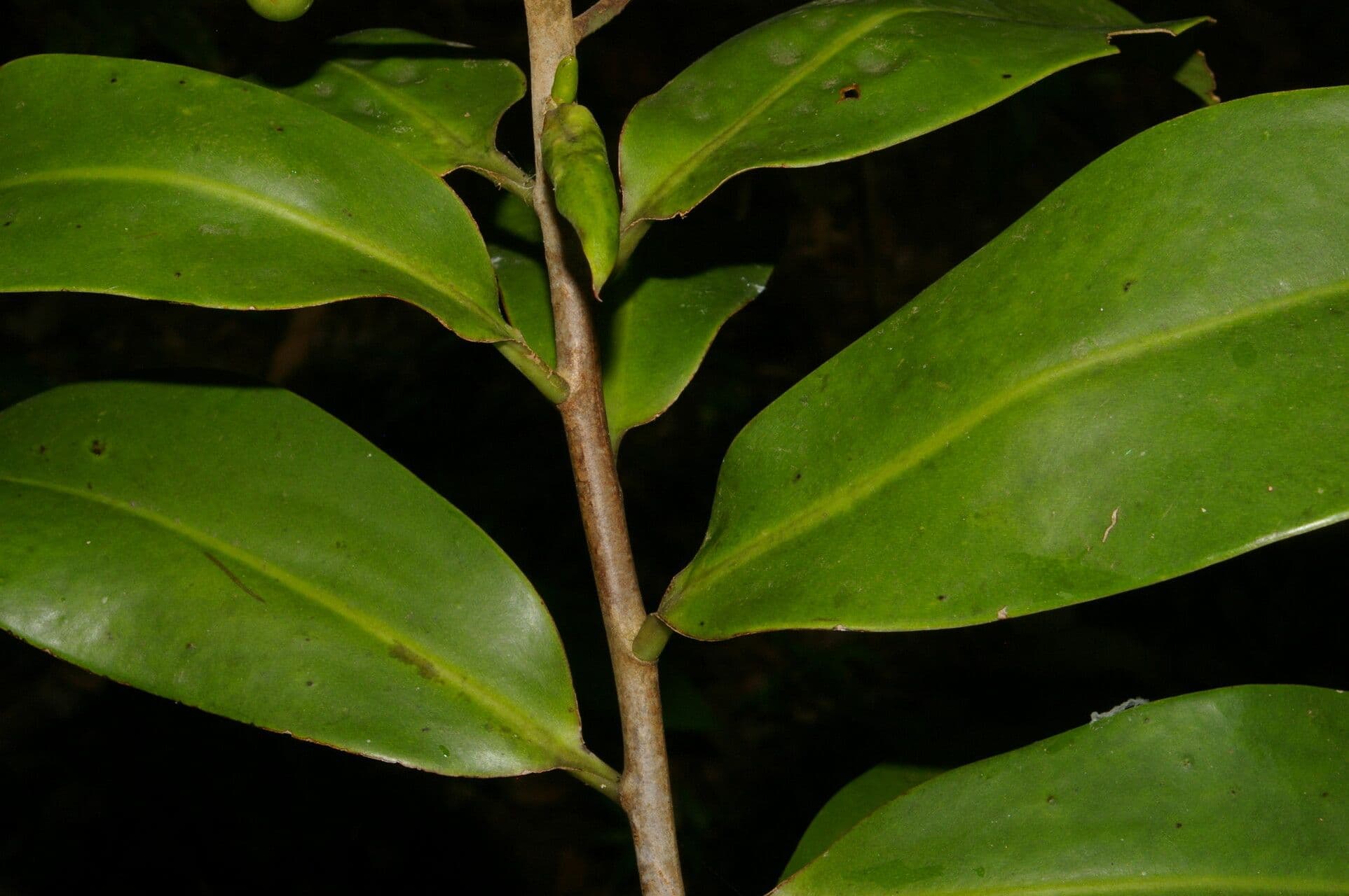 Souroubea