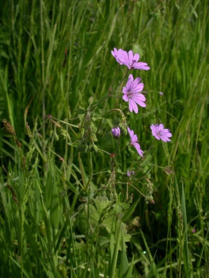 Weicher Storchschnabel 15