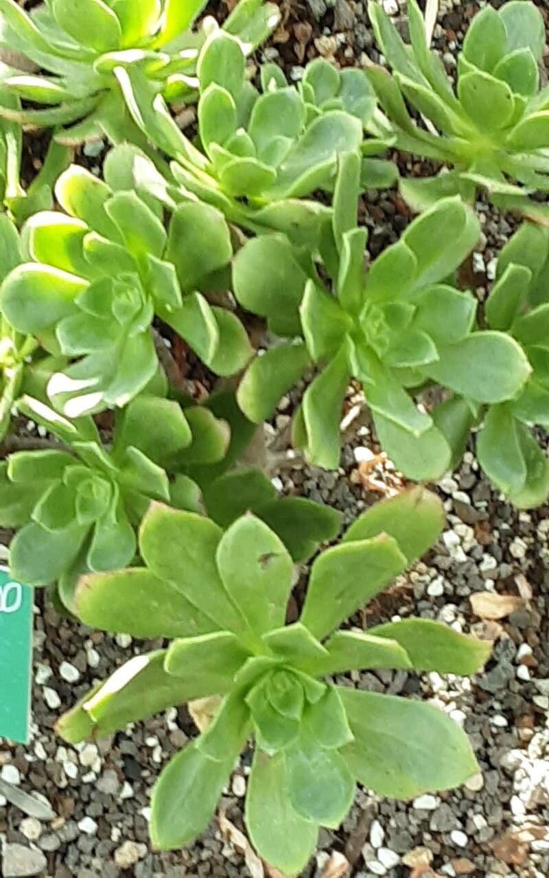 Aeonium 5