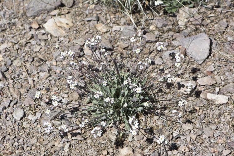 Physaria 2