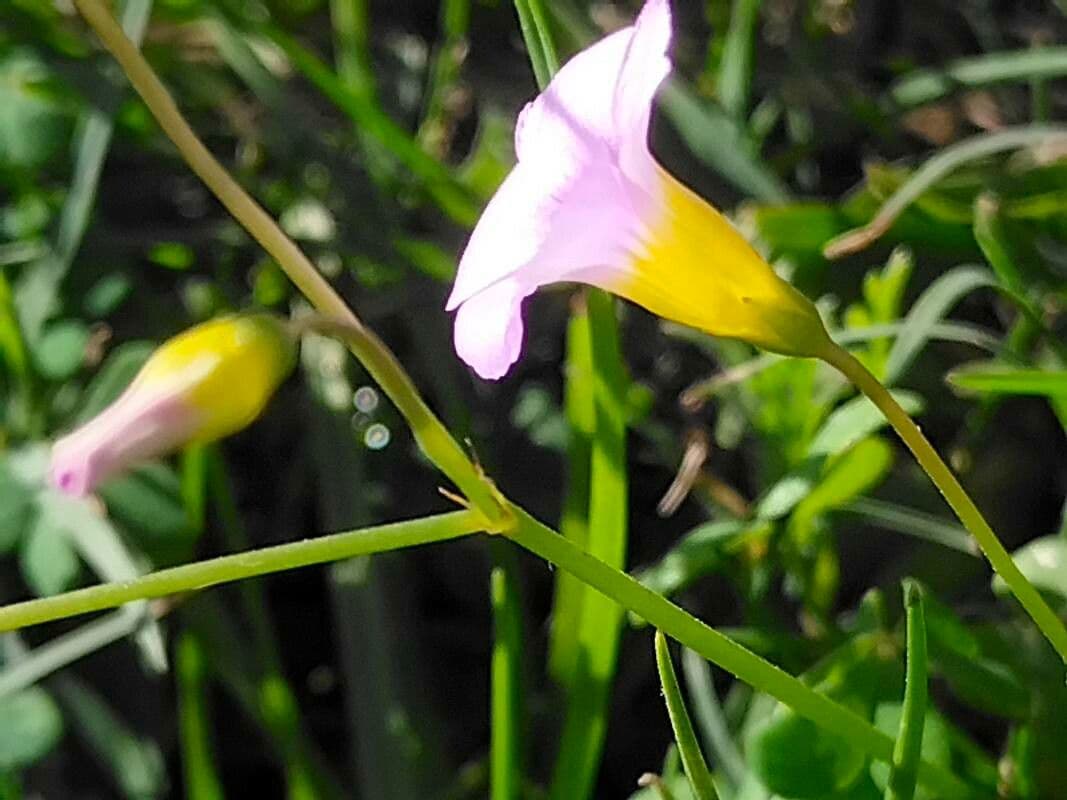 Acetosa caprina 4