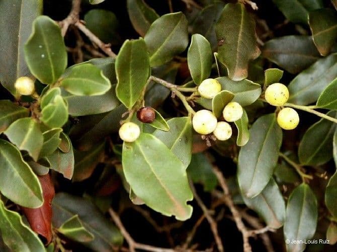 Diospyros 2