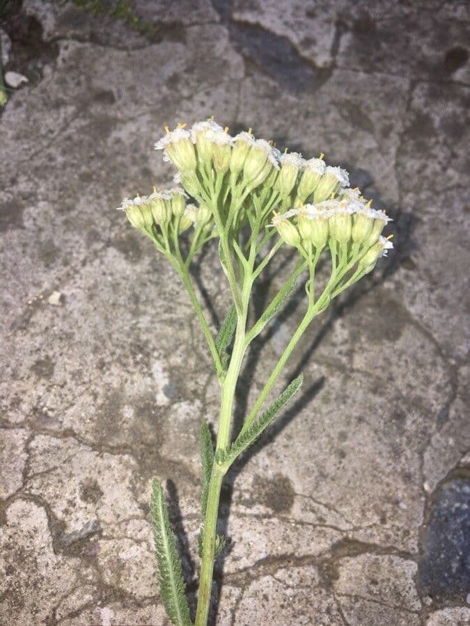 Achillea odorata 25