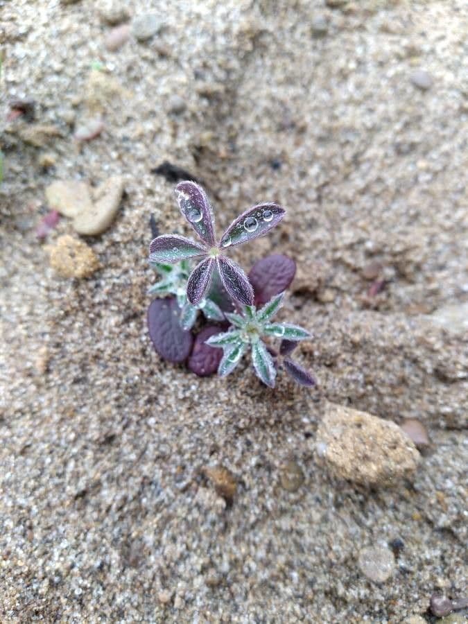 Lupinella bicolore 17