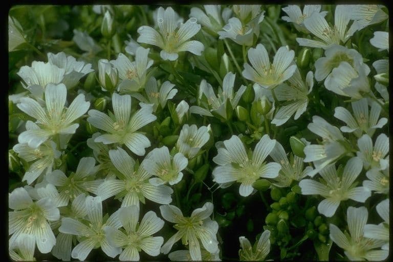 Limnanthes 8