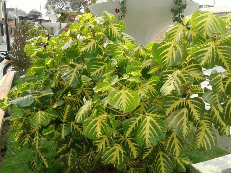 Eritrina variegata 12