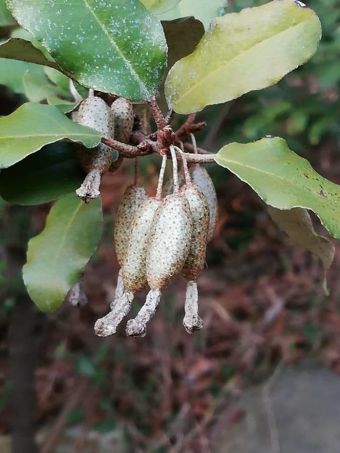 Elaeagnus 3