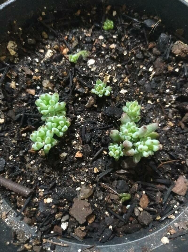 Graptopetalum 5