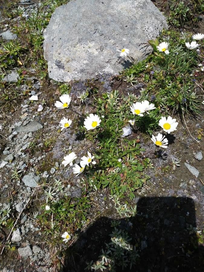 Alpen-Margerite 29