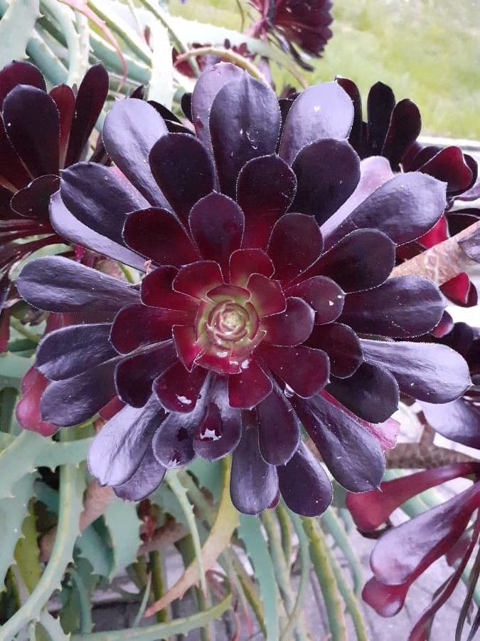 Aeonium 7