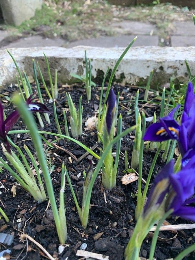 Iris spuria 7
