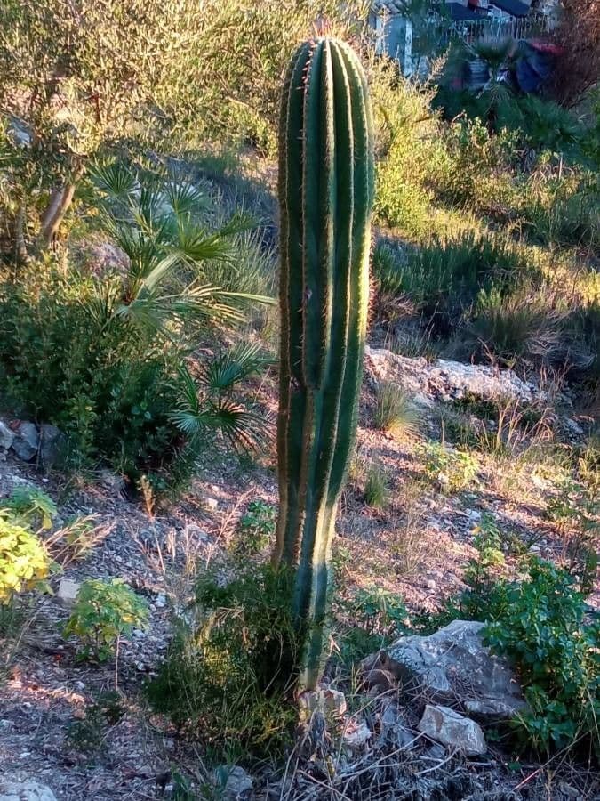 Cardón 7