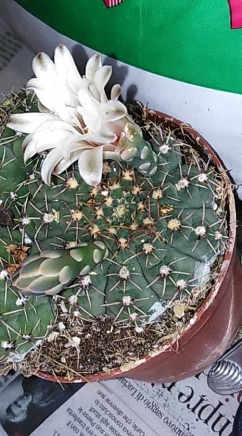 Cactus a palla