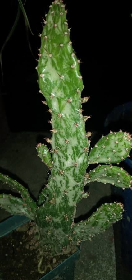 Opuncja Monacantha 22