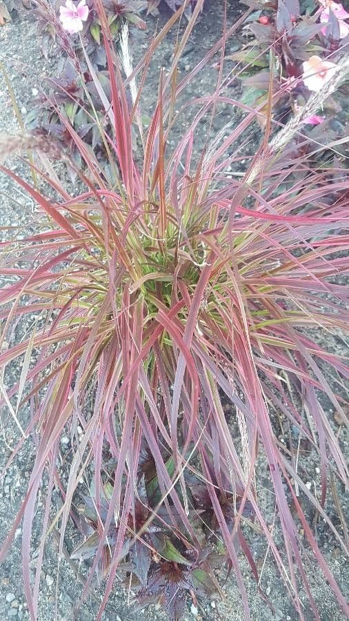Erba fontana pelosa 17