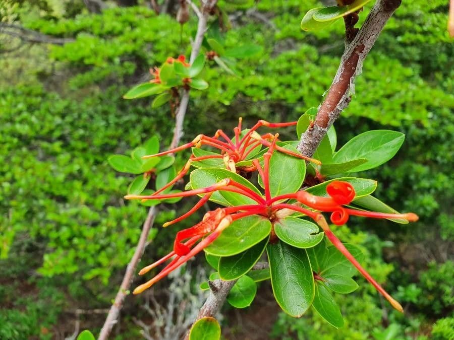 Embothrium 8