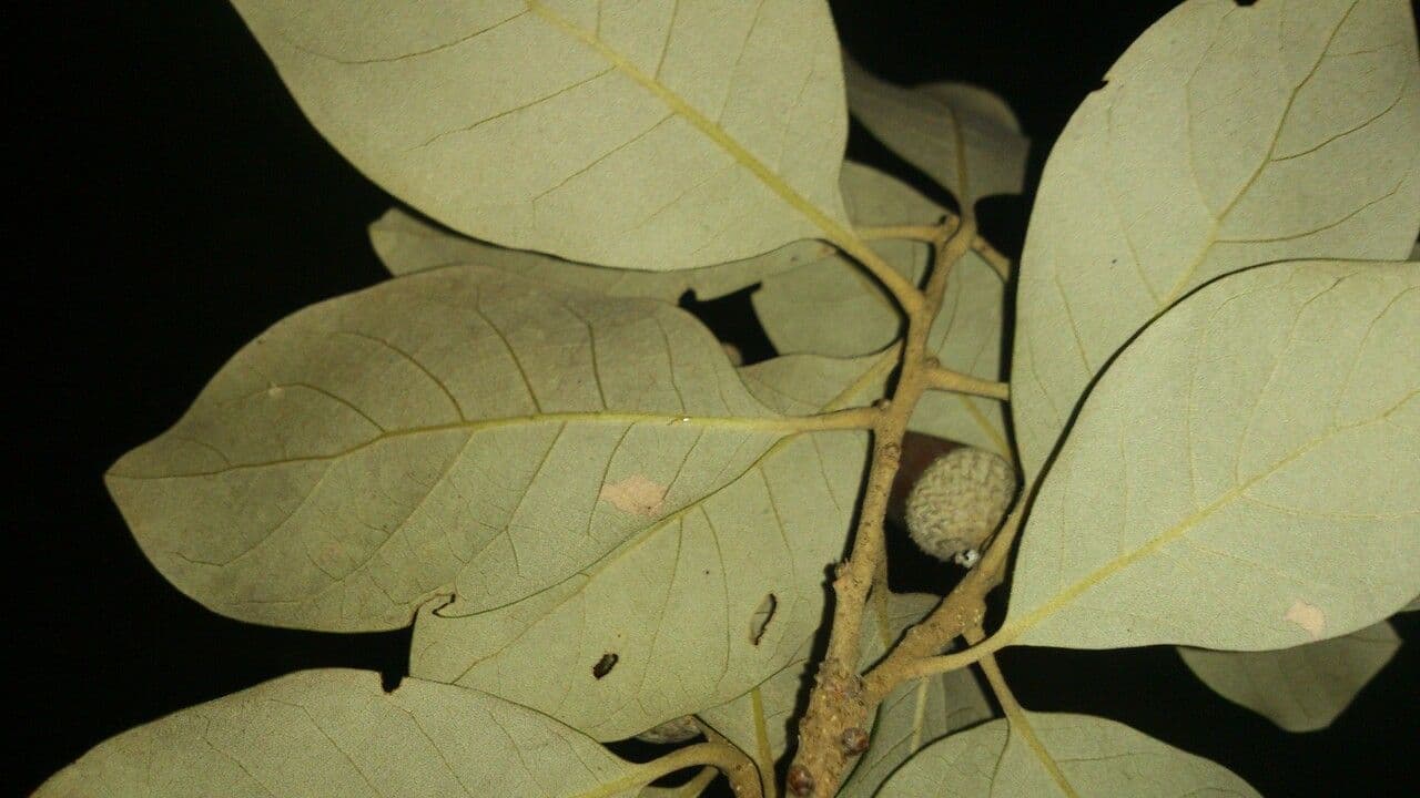 Quercia 17