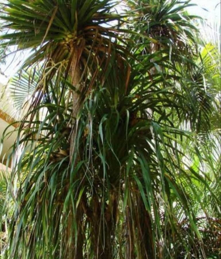 Ponytail palm 3