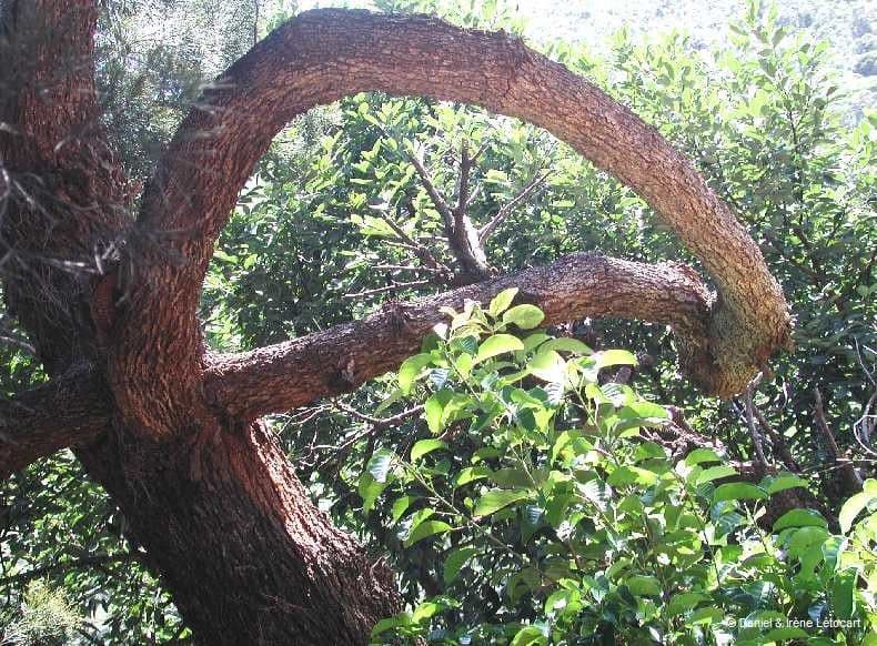 Gymnostoma 2