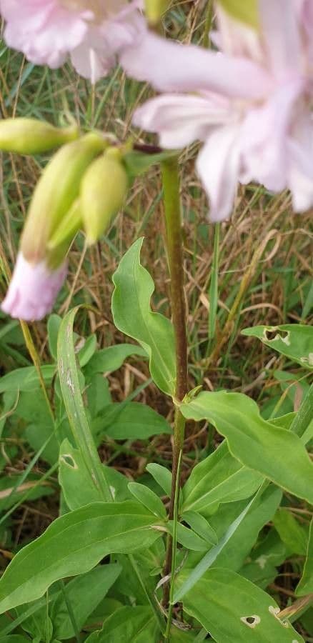 Saponaria comune 24