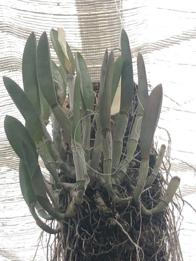 Rhyncholaelia 10