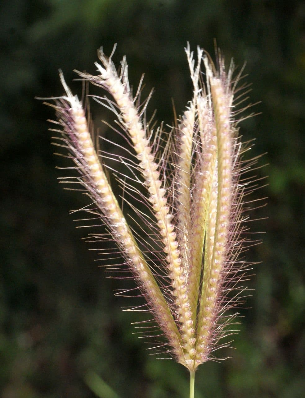 Chloris barbata 5