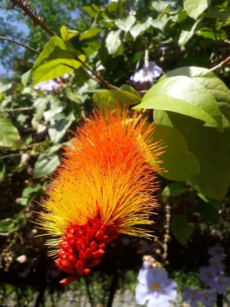 Combretum 4