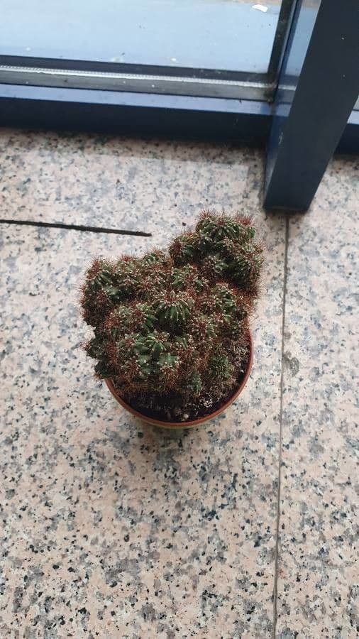 Cactus calice di rosa 17