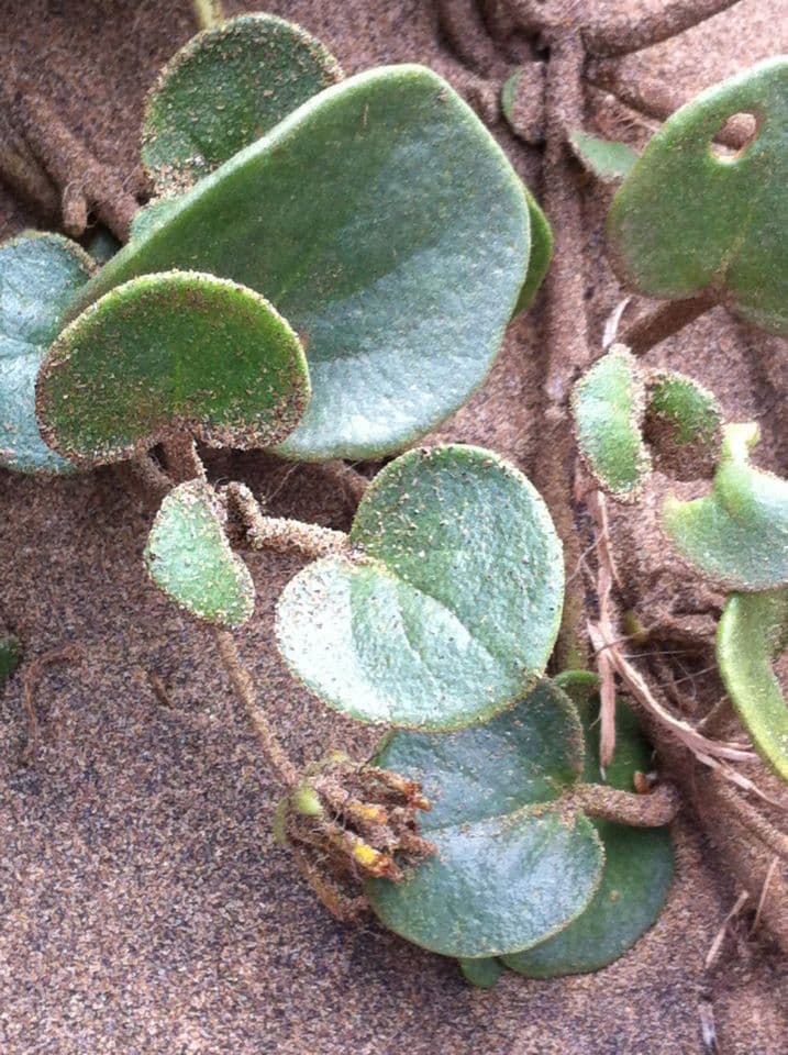 Abronia 18