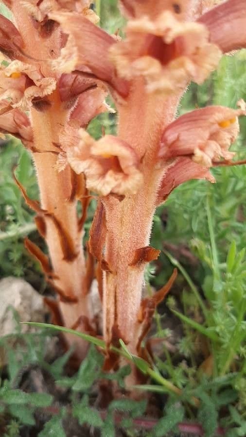 Orobanche maggiore 14