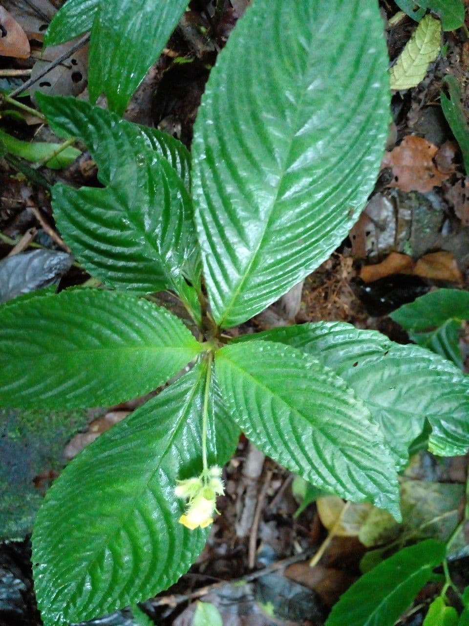 Gasteranthus 10