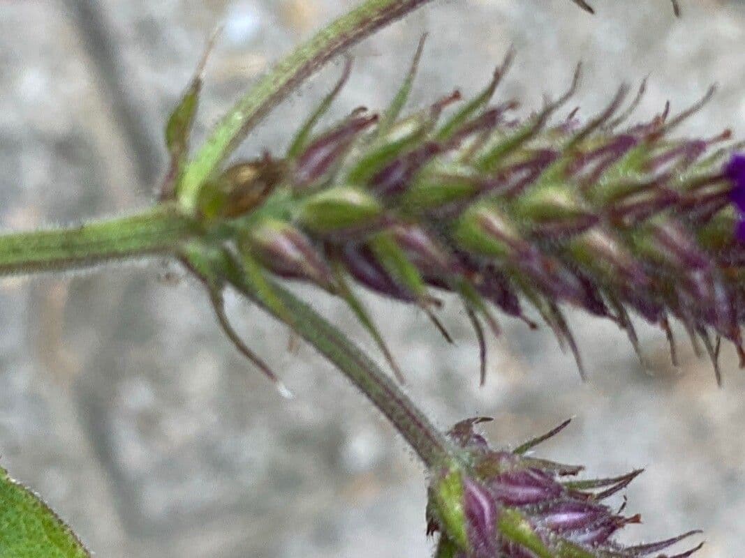 Verbena rigida 2